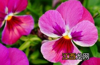 什么是堇菜 香堇菜