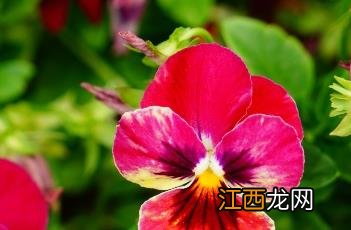 什么是堇菜 香堇菜