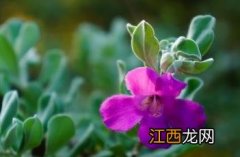 红花玉芙蓉 红花玉芙蓉耐寒性