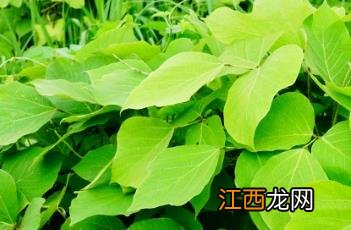 葛根 葛根的功效与作用