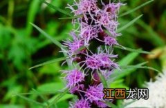 蛇鞭菊 麦冬草