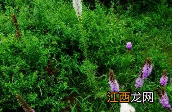 蛇鞭菊 麦冬草