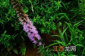 蛇鞭菊 麦冬草