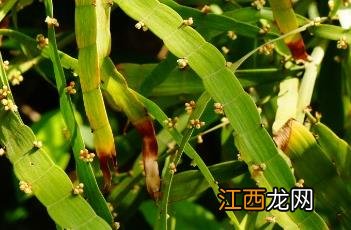 扁竹蓼 扁竹蓼功效与作用