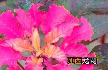 雁来红小说 雁来红