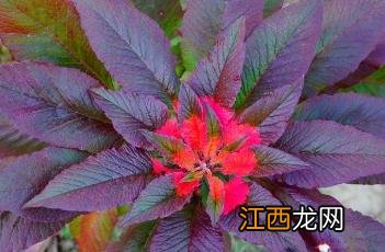 雁来红小说 雁来红