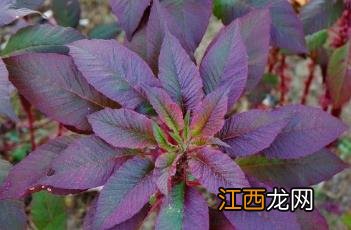 雁来红小说 雁来红