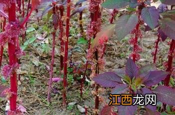 雁来红小说 雁来红