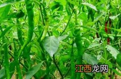 辣椒茎基腐病图片 辣椒茎