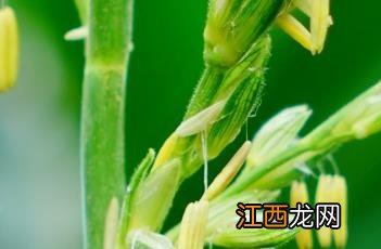 玉米花 玉米花机一台用多少钱