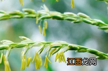 玉米花 玉米花机一台用多少钱