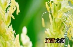 玉米花 玉米花机一台用多少钱