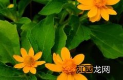 万寿菊 皇帝菊