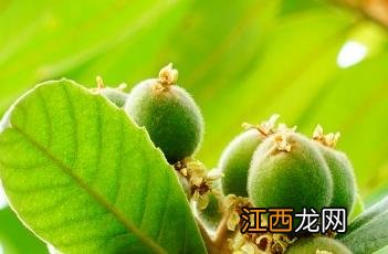 枇杷的功效与作用 枇杷