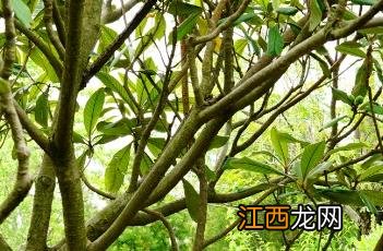 枇杷的功效与作用 枇杷