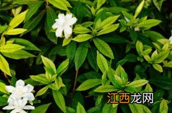 栀子花的正确养法 栀子花