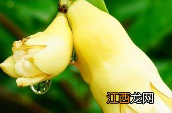 石榴花是什么颜色 白石榴花