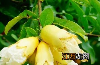 石榴花是什么颜色 白石榴花