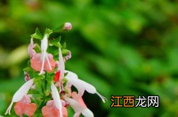 红花鼠尾草 红花鼠尾草和一串红的区别