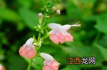 红花鼠尾草 红花鼠尾草和一串红的区别