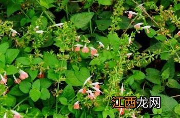 红花鼠尾草 红花鼠尾草和一串红的区别