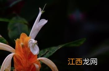 金苞花 金苞花的功效与作用