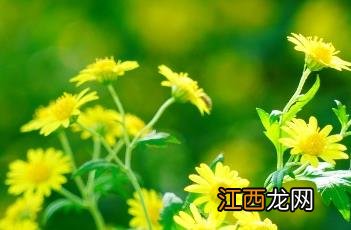 野菊花长什么样子图片 野菊