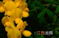 金雀花 金雀花胶原蛋白作用与功效