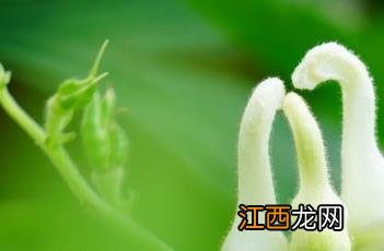 两色乌头和天鹅花的关系 两色乌头