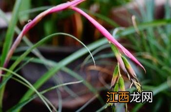 狭叶水塔花是兰花吗 狭叶水塔花