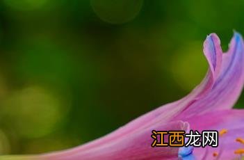 换锦花 换锦花图片