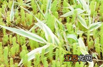 碱蓬的功效与作用 碱蓬