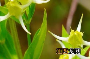 花锚 花钿是什么意思