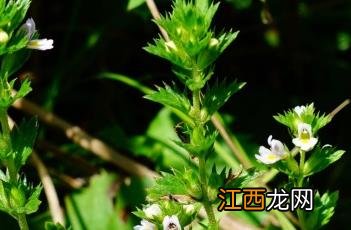 小米草 小米草种子怎样种植