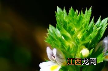 小米草 小米草种子怎样种植