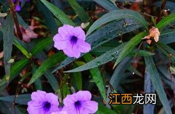 翠芦莉 翠芦莉寓意和象征