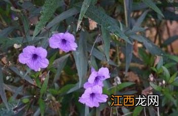 翠芦莉 翠芦莉寓意和象征