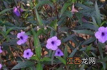 翠芦莉 翠芦莉寓意和象征