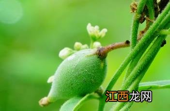 地梢瓜和萝藦的区别 地梢瓜