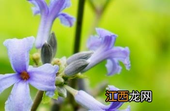 大叶铁线莲图片及功效 大叶铁线莲