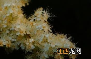 珍珠梅图片 珍珠梅