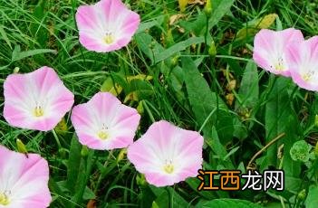 田旋花 田旋花和打碗花的区别