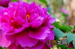 牡丹花怎样种植和养护 牡丹