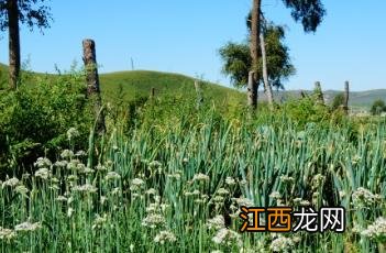 韭菜 韭菜鸡蛋饺子