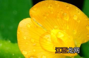 落花生课文 落花生