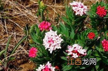 狼毒抑菌乳膏 狼毒