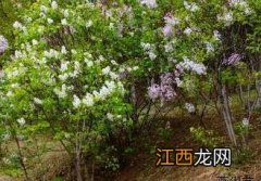 丁香花 丁香花吉他谱