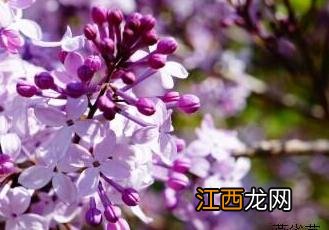 丁香花 丁香花吉他谱