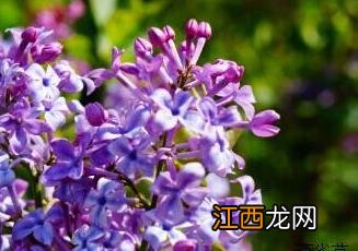 丁香花 丁香花吉他谱