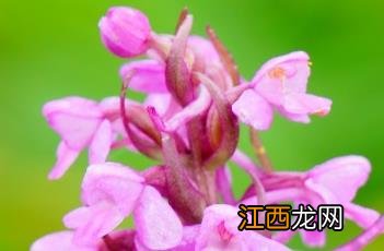 手参肾宝胶囊补阴虚还是阳虚 手参